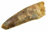 Fossil Spinosaurus Tooth - Real Dinosaur Tooth #347167-1